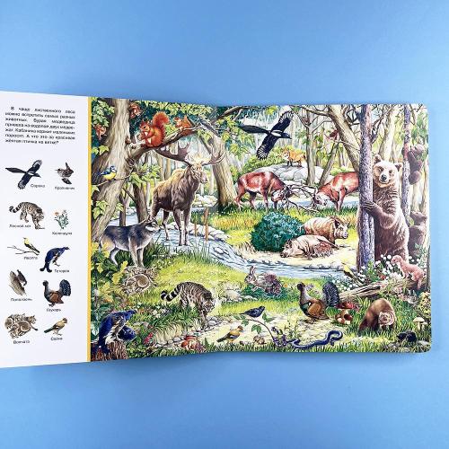 Найди и покажи. Лес