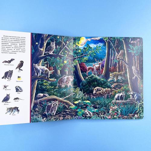 Найди и покажи. Лес