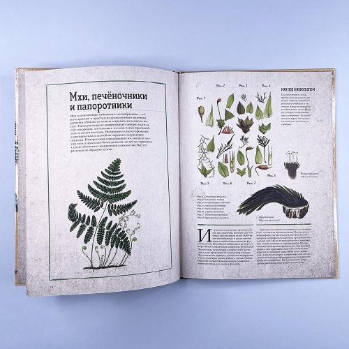 Ботаника в картинках