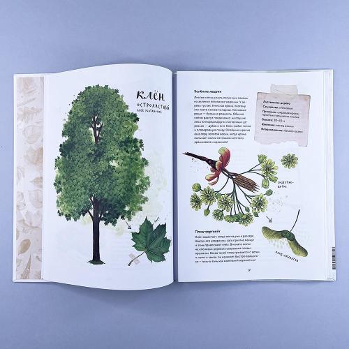 Мой гербарий. Листья деревьев