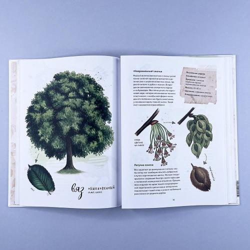 Мой гербарий. Листья деревьев