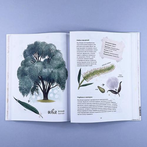 Мой гербарий. Листья деревьев