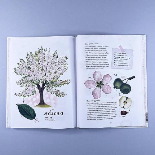 Мой гербарий. Листья деревьев