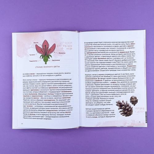 Деревья. Атлас-определитель