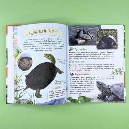 Змеи, ящерицы, черепахи