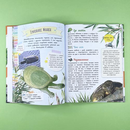 Змеи, ящерицы, черепахи