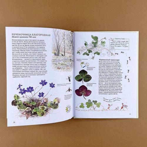 Софи в мире цветов (книга с дефектом)